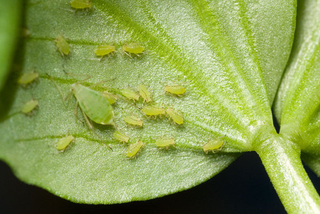 Illustration for article titled Emory Aphids